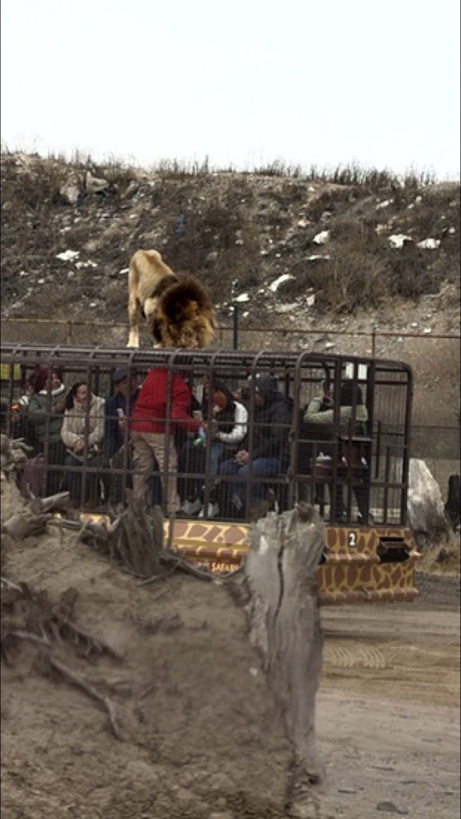 Leão a um palmo da jaula sobre rodas no Parque Safari Rancagua