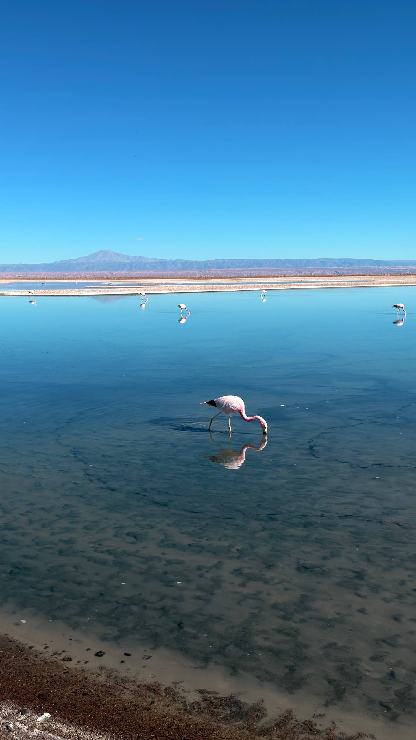 Flamingo caminhando na água espelhada da Laguna Chaxa, no Salar de Atacama, com o próprio reflexo e os vulcões ao fundo